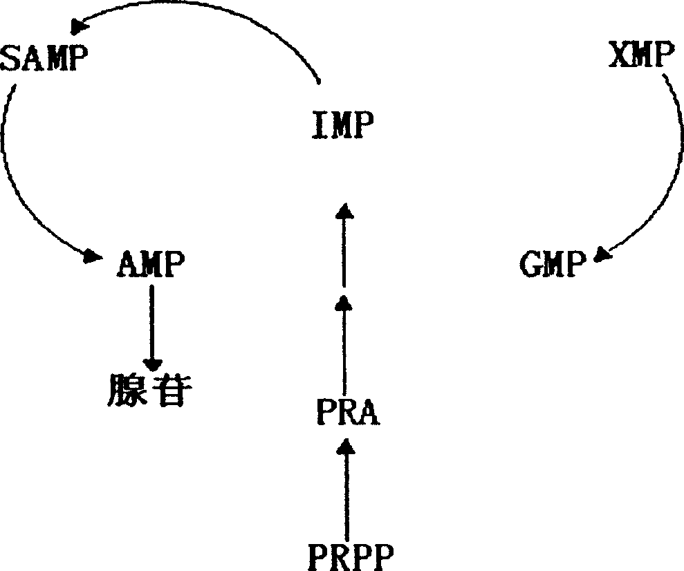 Adenosme generation bacteria and method for generating adenosine by fermentation