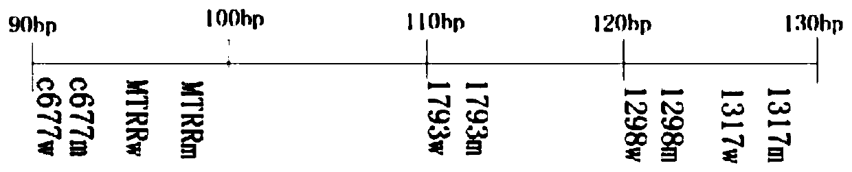 Kit for simultaneously detecting human MTHFR and MTGG gene sequences