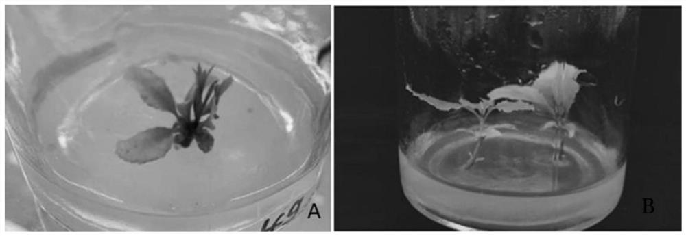 Tissue culture and rapid propagation method of new variety 'Shirley' of vertical branch type chionanthus retusus