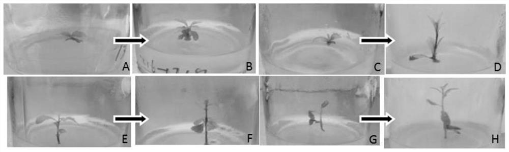 Tissue culture and rapid propagation method of new variety 'Shirley' of vertical branch type chionanthus retusus