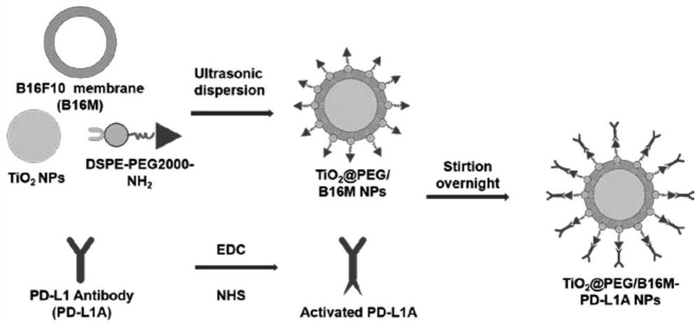 A biomimetic targeting of TIO with a PD-L1-loaded antibody  <sub>2</sub> Nanoparticles and their preparation and use