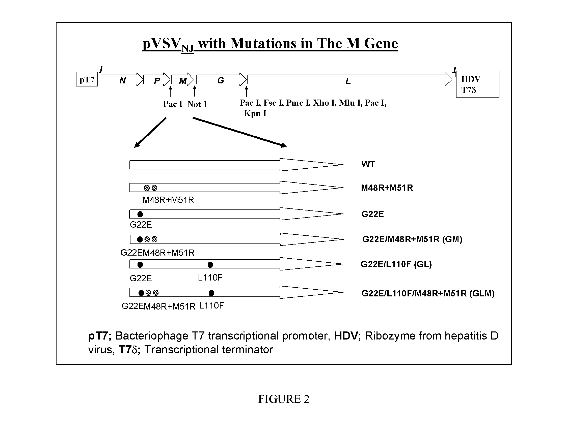 Modified matrix proteins of vesicular stomatitis virus