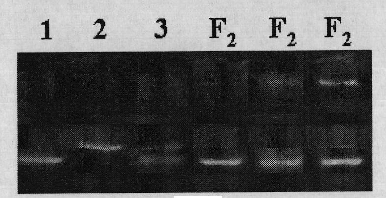 Molecular marker linked with paddy nitrogen nutrition regulation and control gene and application thereof