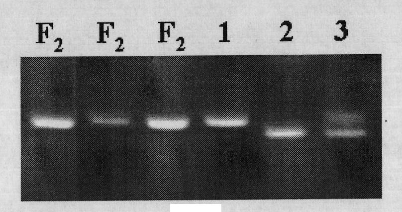 Molecular marker linked with paddy nitrogen nutrition regulation and control gene and application thereof