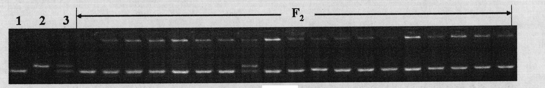 Molecular marker linked with paddy nitrogen nutrition regulation and control gene and application thereof