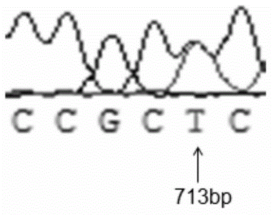 Sheep lambing number trait related molecular marker and application thereof