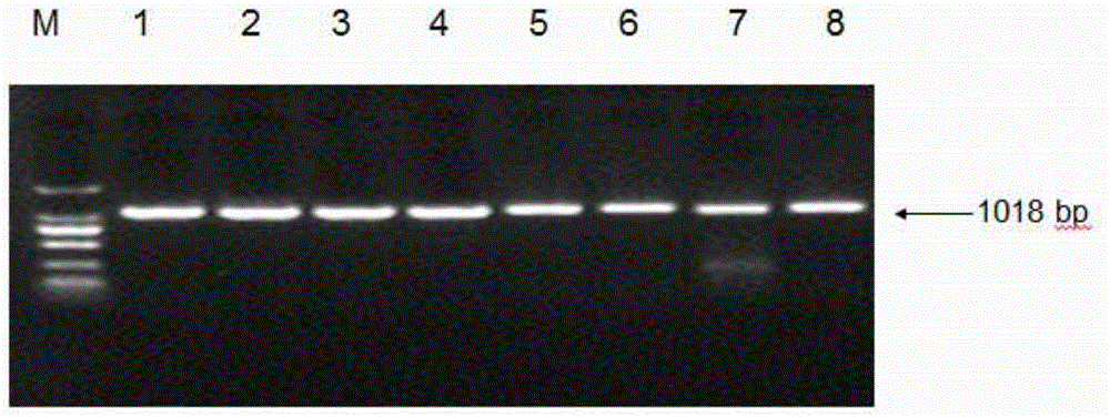 Sheep lambing number trait related molecular marker and application thereof