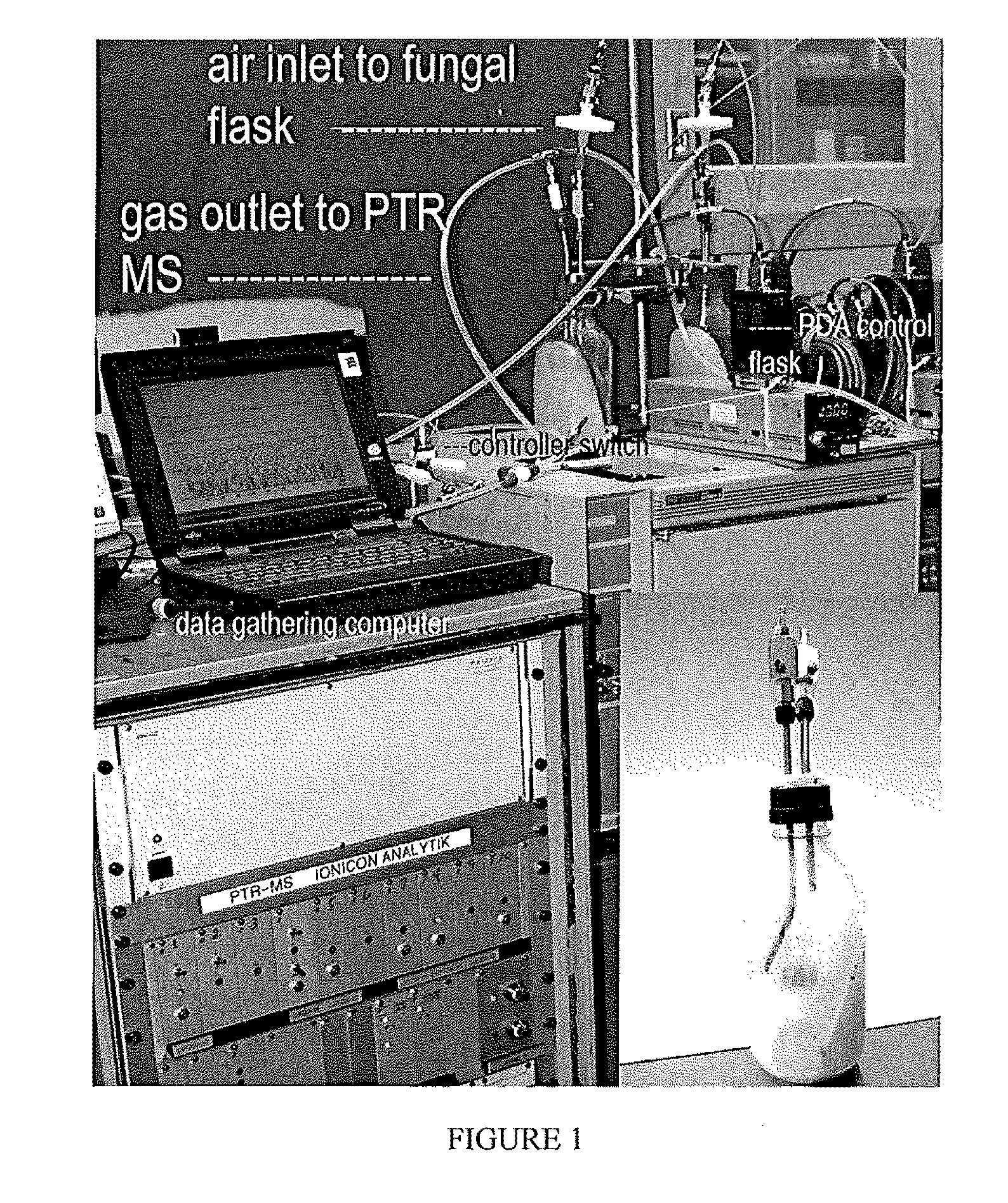 System and Method of Producing Volatile Organic Compounds from Fungi