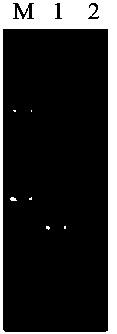 Method for constructing bacillus licheniformis by knocking out lysE gene, strain and application of strain