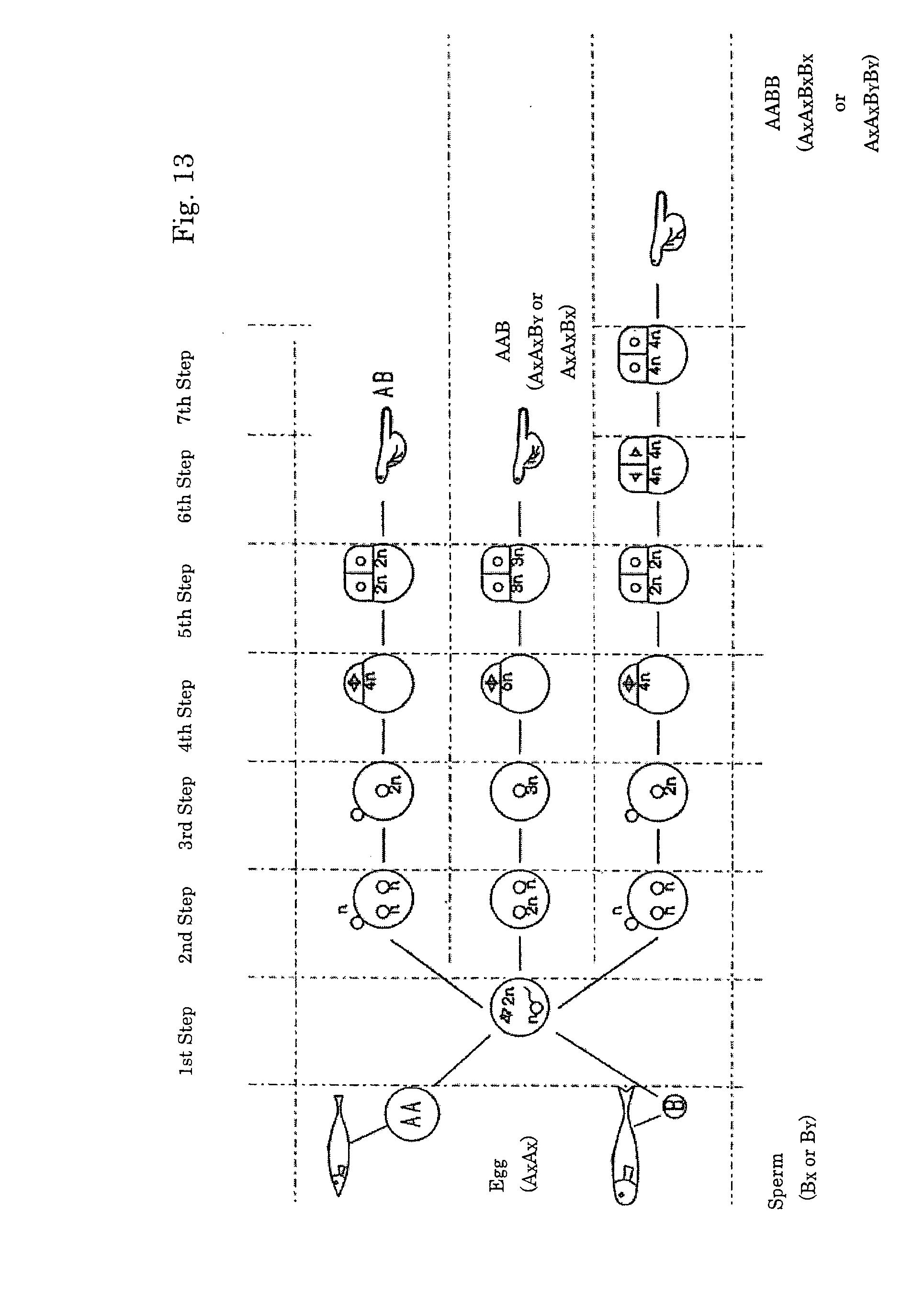 Amphidiploid aquatic animal and method of breeding the same