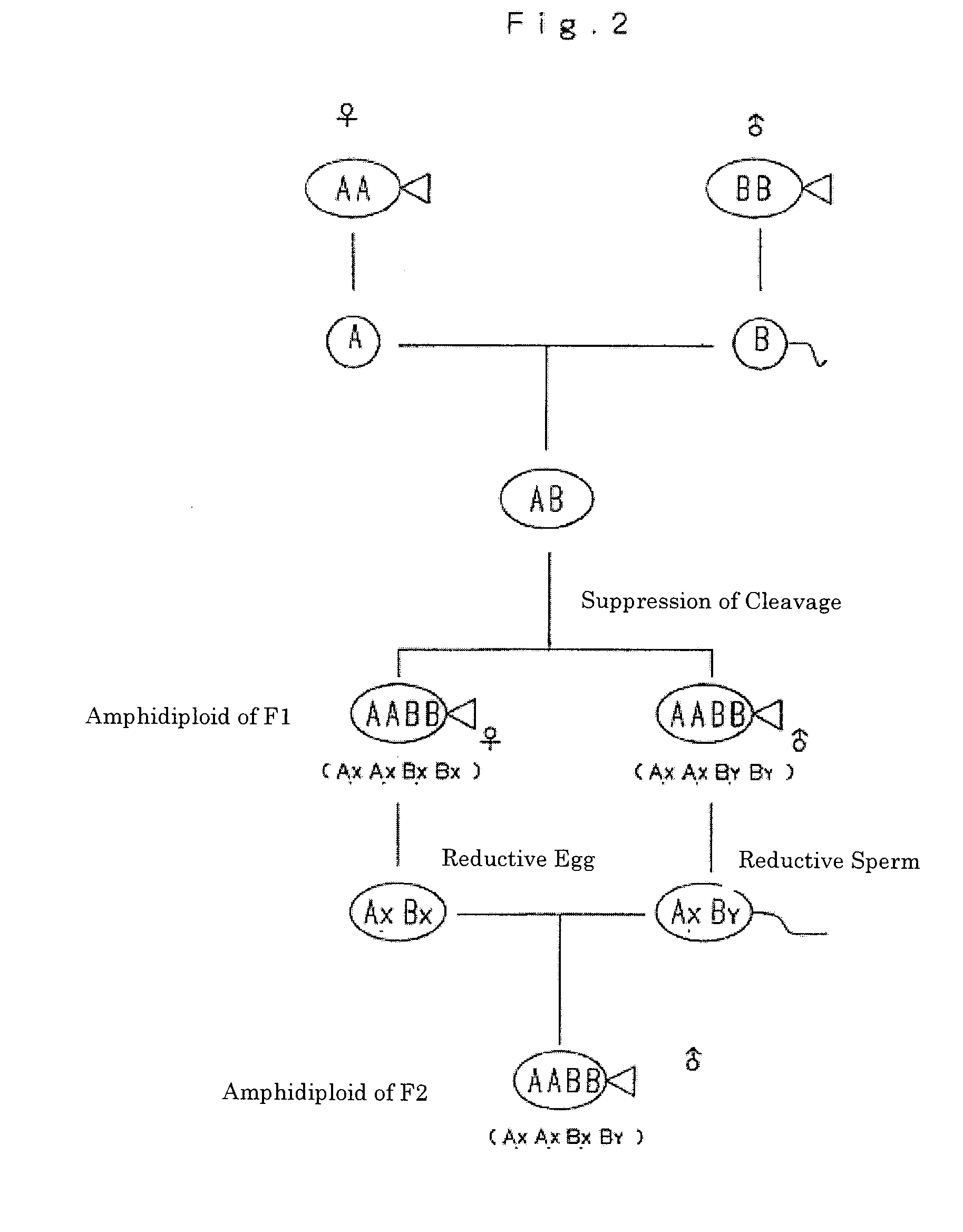 Amphidiploid aquatic animal and method of breeding the same