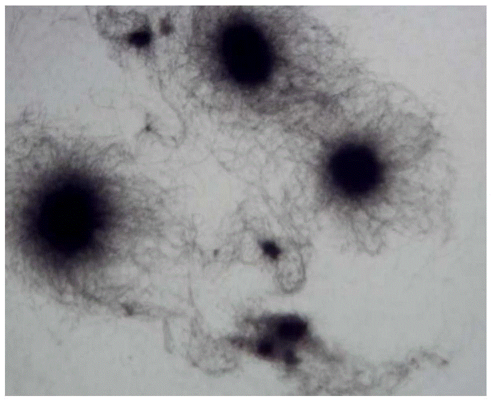 Fermentation method and applications of paecilomyce lilacinus microsclerotia