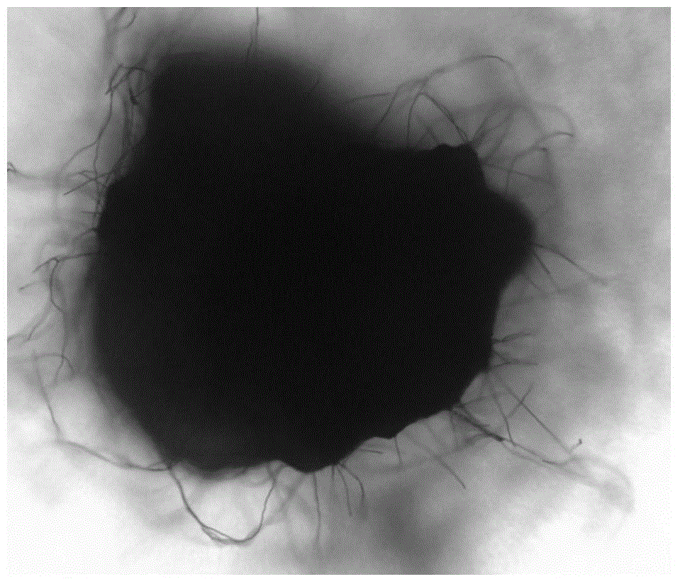 Fermentation method and applications of paecilomyce lilacinus microsclerotia