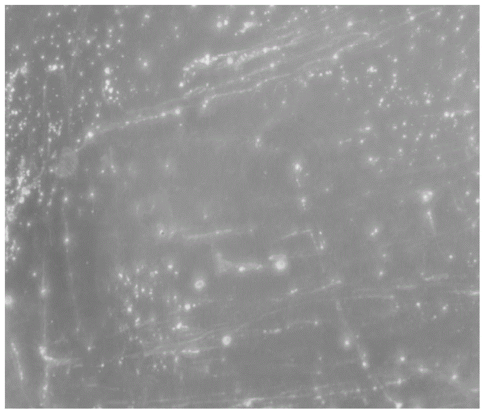 Fermentation method and applications of paecilomyce lilacinus microsclerotia