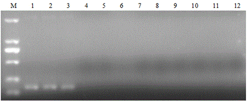 Application of specific genes of staphylococcus epidermidis