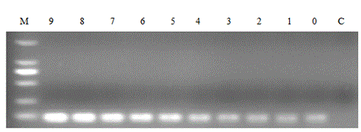 Application of specific genes of staphylococcus epidermidis