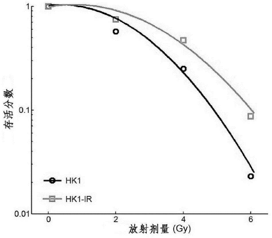 Molecular marker miR-504 for regulating radiation resistance of nasopharyngeal carcinoma