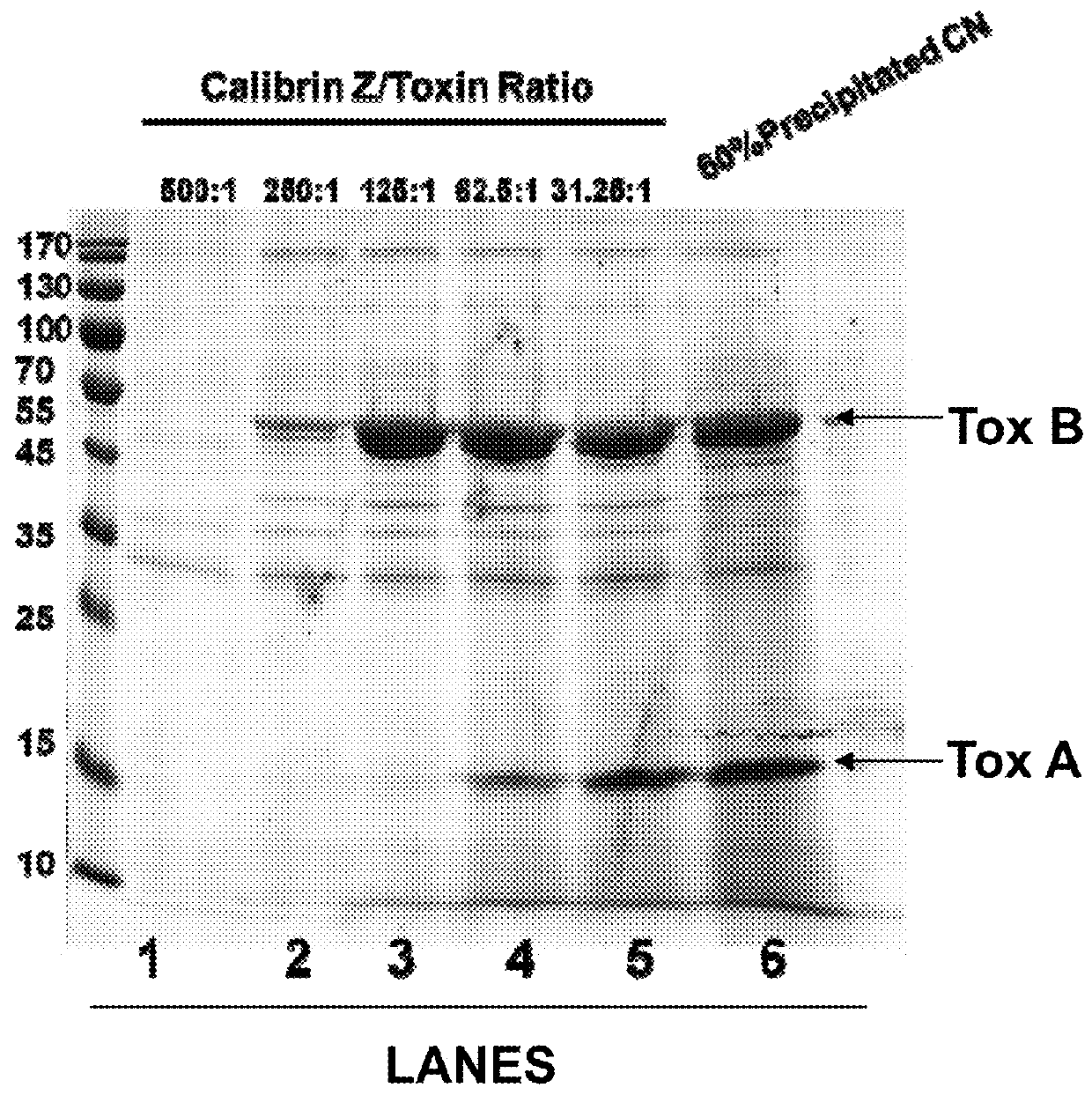 Use of a clay product or a clay blend product to decrease the effects of bacterial disease in shrimp