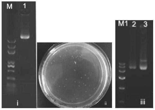 Pseudotype insect baculovirus gene transfer system for prawns, virus, construction method and application