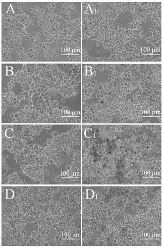 Pseudotype insect baculovirus gene transfer system for prawns, virus, construction method and application