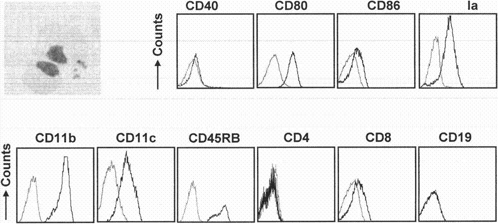 A new method to obtain regulatory macrophages