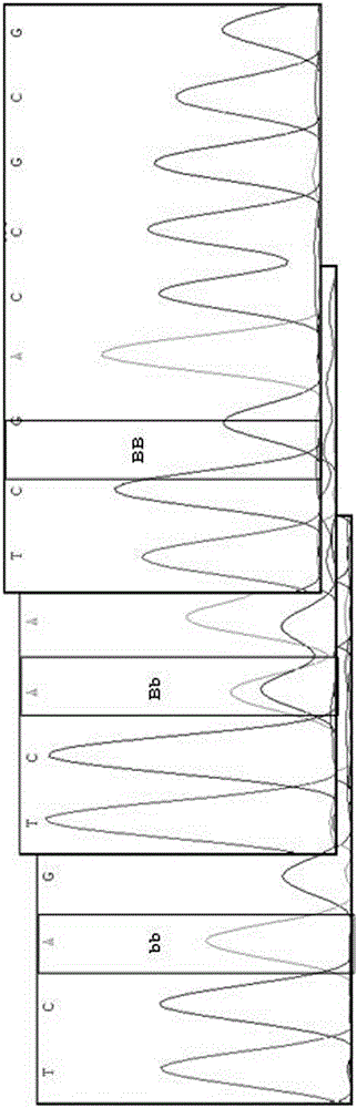 Nondestructive detection method for identifying F1 seed true/false between species of peanut with high oleic acid content and peanut with normal oleic acid content