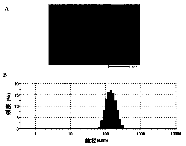 Antigen covalently bound chitosan nanoparticle-based nasal immune carrier