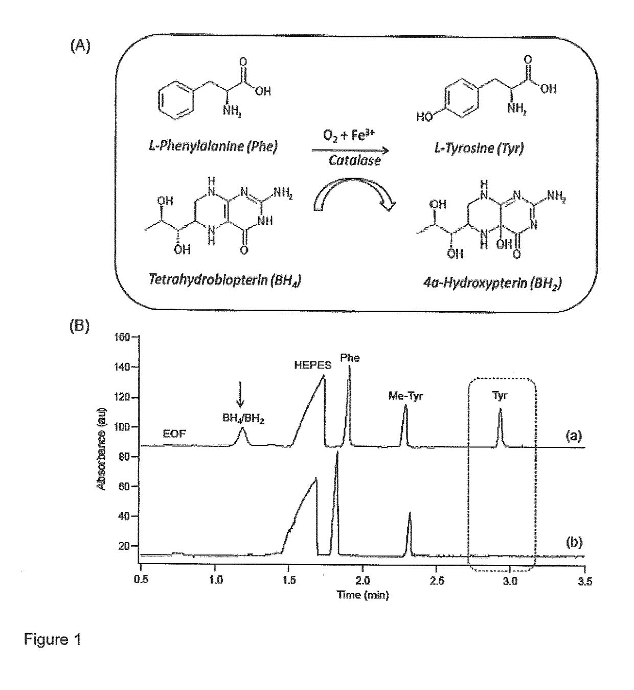 Allosteric activators for treatment of phenylketonuria