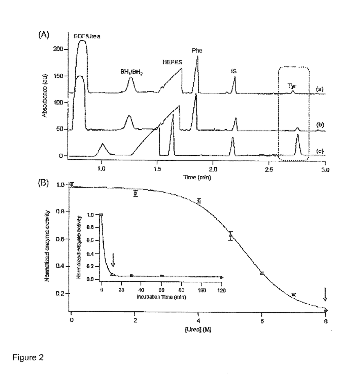 Allosteric activators for treatment of phenylketonuria