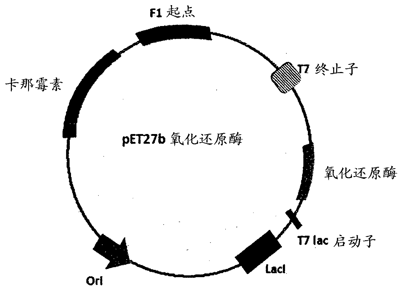 Process for preparing an intermediate of sitagliptin via enzymatic conversion