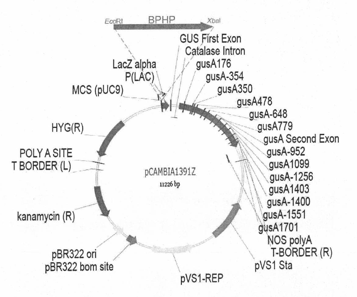 Induction-enhanced tissue specific promoter and application thereof