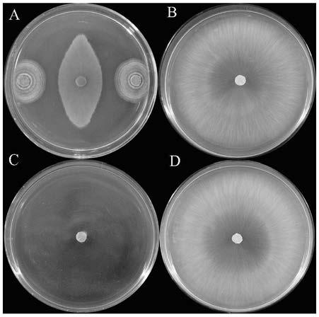 Penicillium bilaiae capable of preventing sesame blight and promoting and guiding resistance and screening method and application thereof