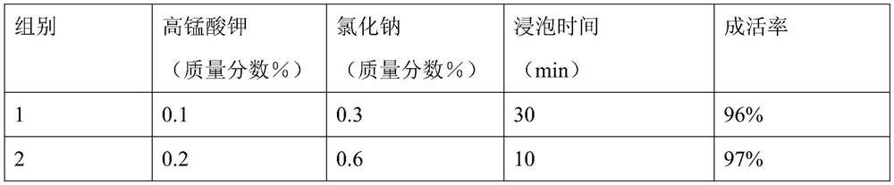 Method for breaking transplanting dormancy of Chinese orchid tissue culture seedlings and shortening production cycle