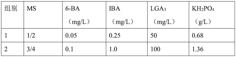 Method for breaking transplanting dormancy of Chinese orchid tissue culture seedlings and shortening production cycle