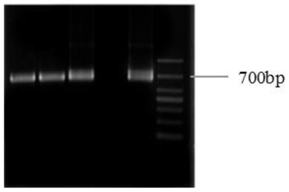 Anti-CTLA-4 nano antibody, coding gene, recombinant nano antibody, recombinant vector, recombinant bacterium and application thereof