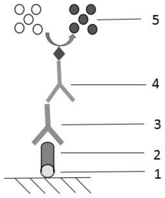 Anti-CTLA-4 nano antibody, coding gene, recombinant nano antibody, recombinant vector, recombinant bacterium and application thereof