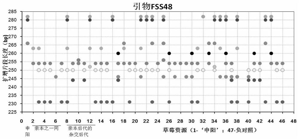 Construction method and application of ssr molecular fingerprint of "Shenyang" strawberry