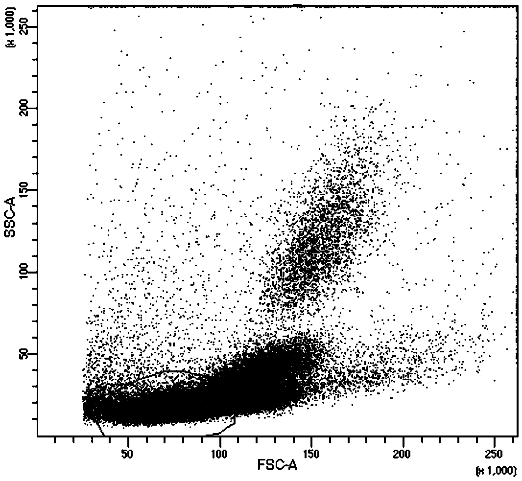 Specific TCR pointing to EGFR L858R gene mutation and application of specific TCR