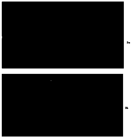 Corneal lamellar piece and production method thereof