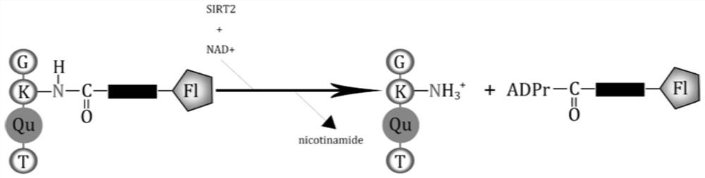 A kind of fluorescent probe and its application in detecting sirt2 enzyme activity