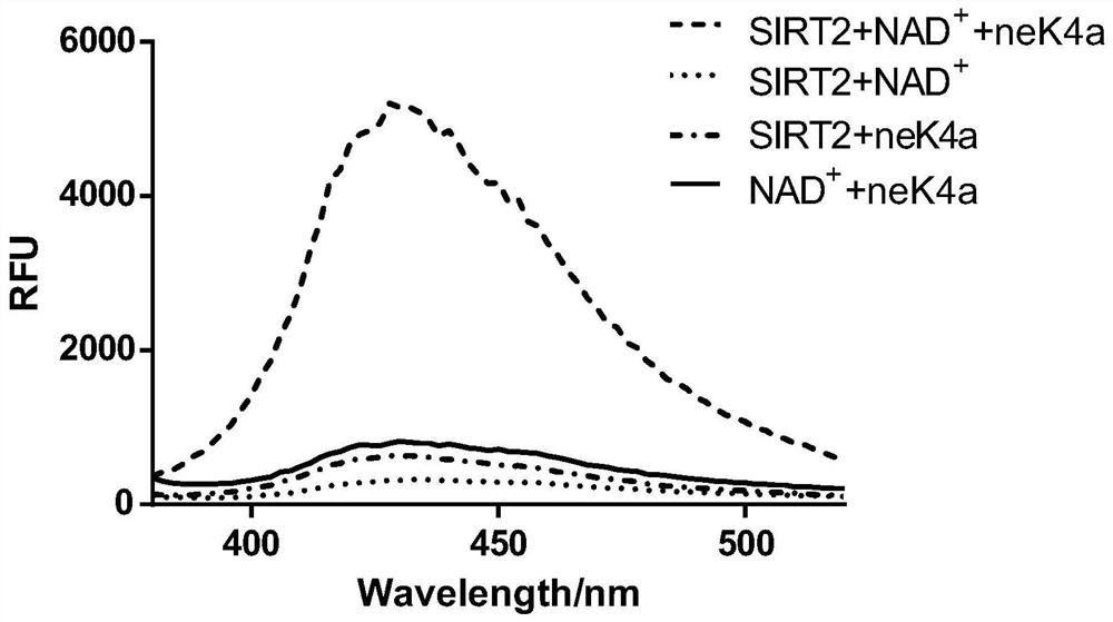 A kind of fluorescent probe and its application in detecting sirt2 enzyme activity