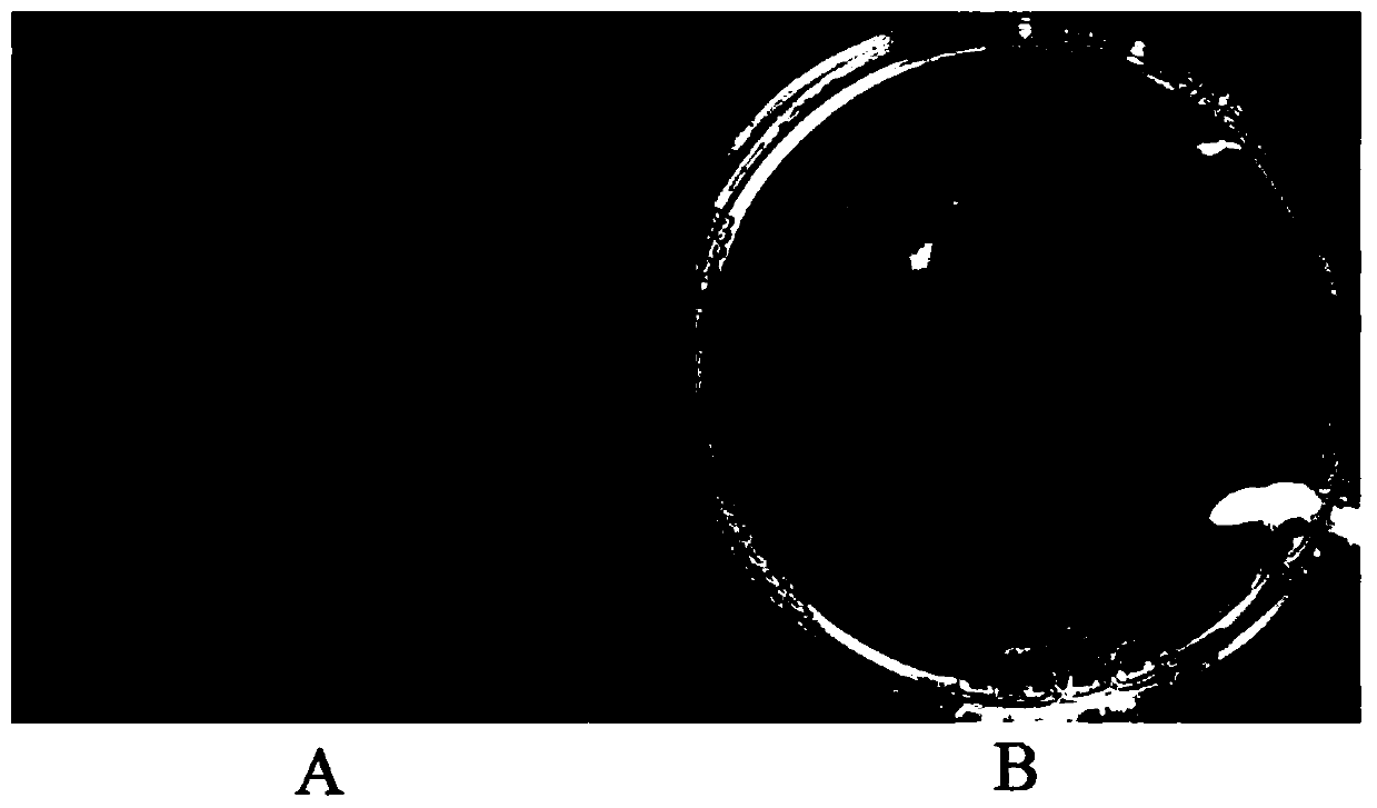 Hymenopellis raphanipes strain and breeding method thereof