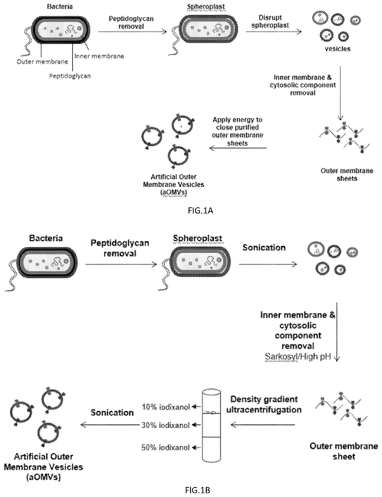 Bacteria-derived vesicles and uses thereof