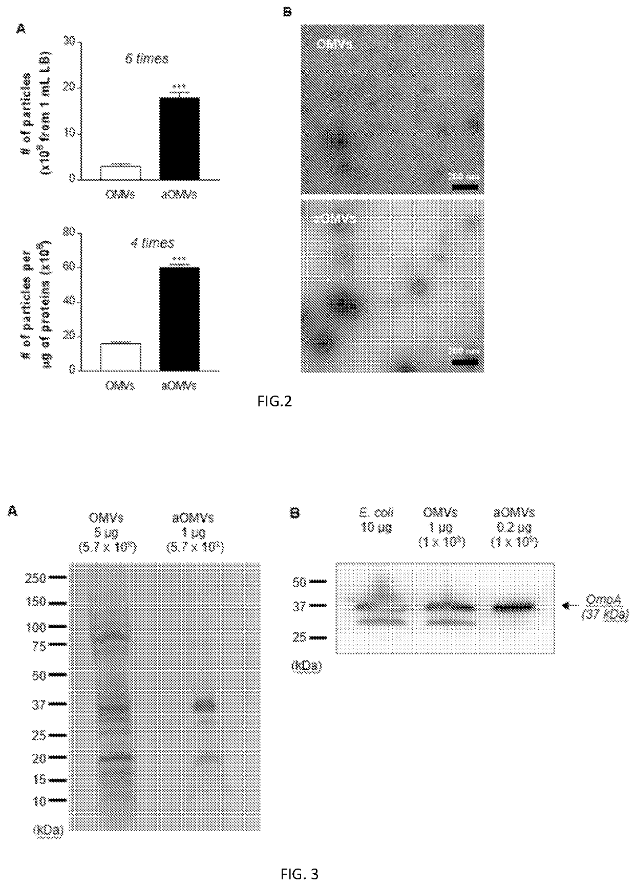 Bacteria-derived vesicles and uses thereof