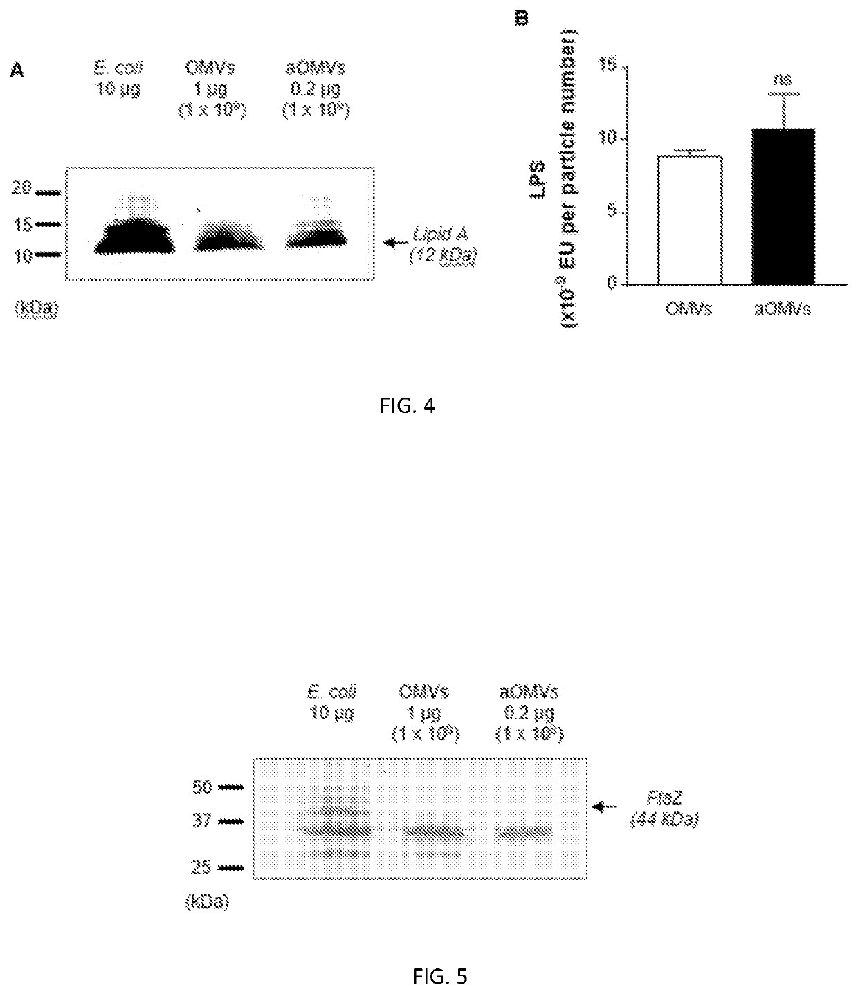 Bacteria-derived vesicles and uses thereof