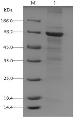 Novel alginate lyase, preparation method and application thereof