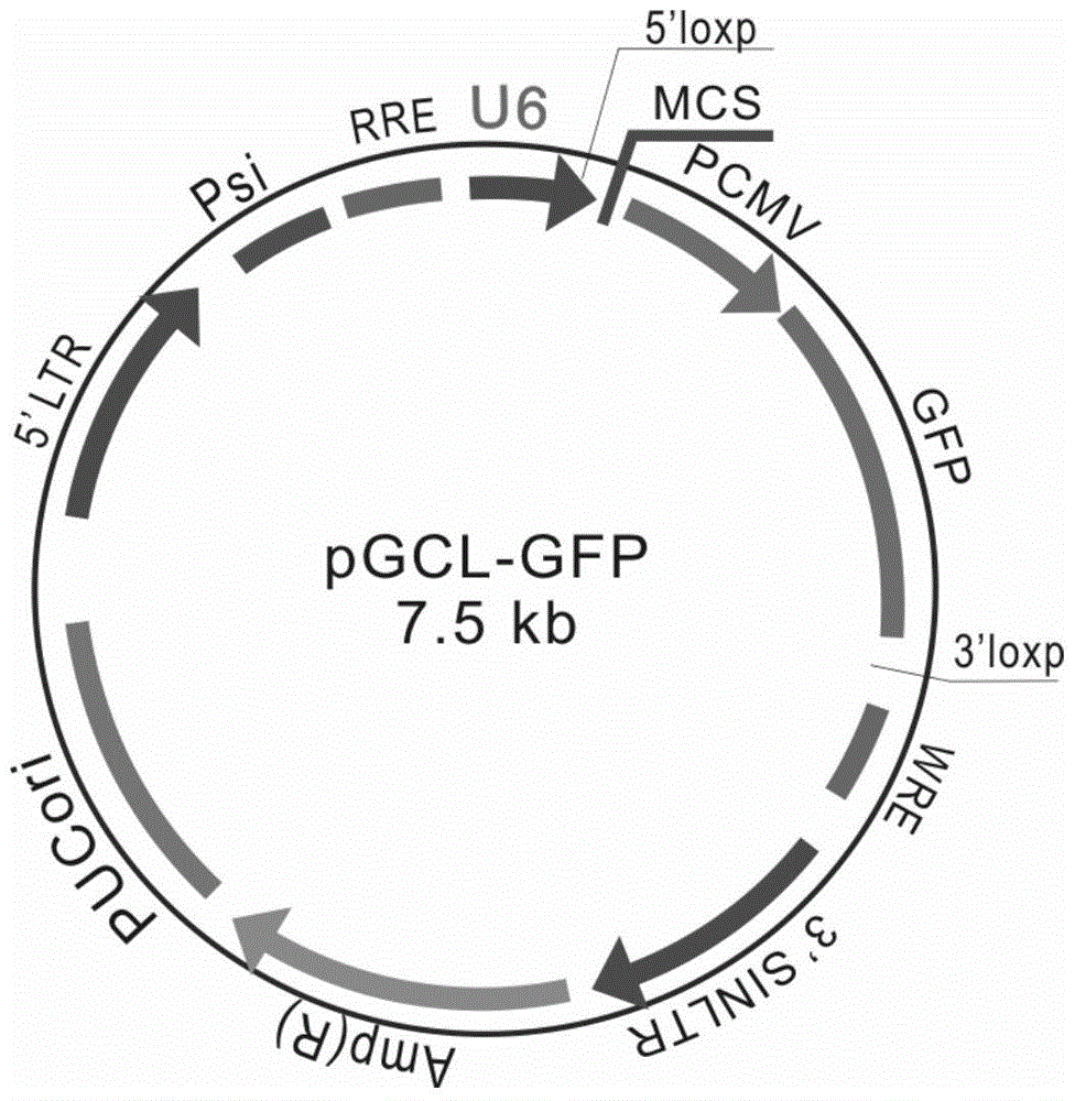 A siRNA and mutant cloning vector prepared based on RNAi technology and rescue principle