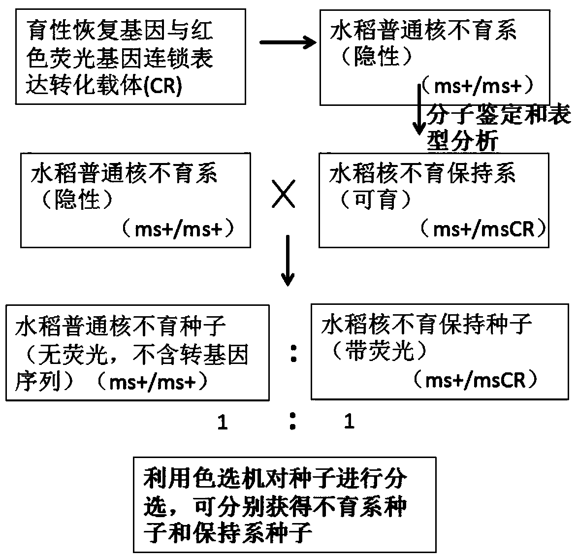 Construction method of a rice engineering maintainer line and its application