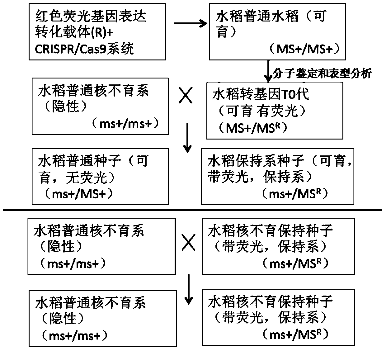 Construction method of a rice engineering maintainer line and its application