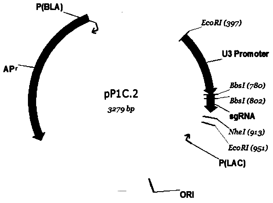 Construction method of a rice engineering maintainer line and its application